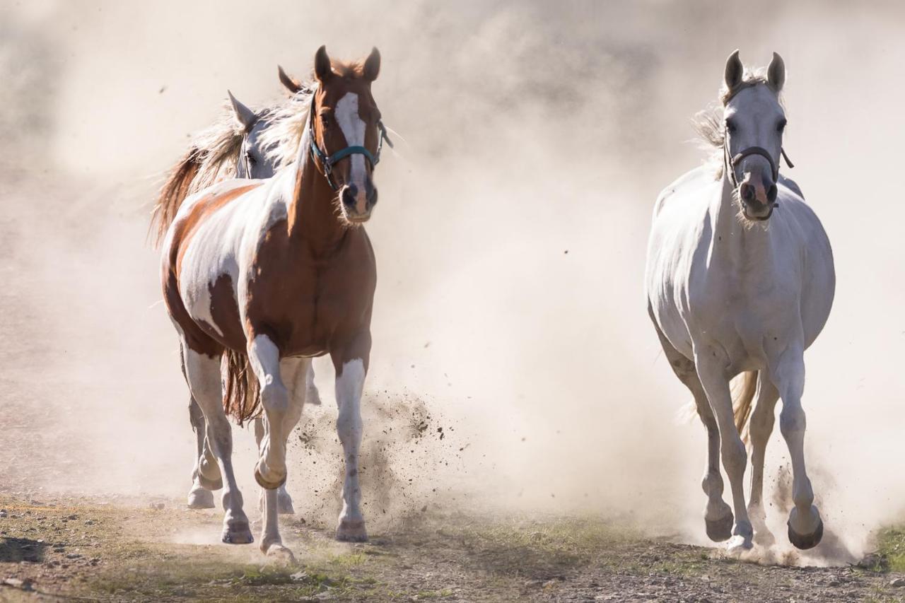Ranchhouse Smoker- Westernstable - Horse Elterlein 外观 照片