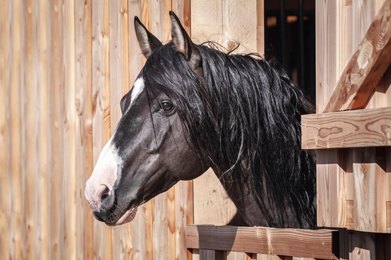 Ranchhouse Smoker- Westernstable - Horse Elterlein 外观 照片